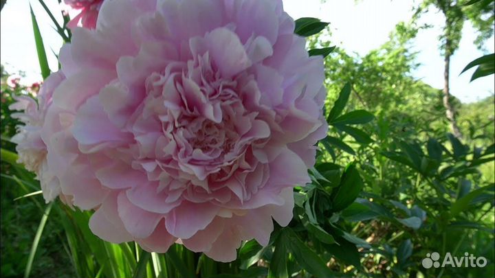 Пион Альберт Крусс (Albert Crousse), корень для по