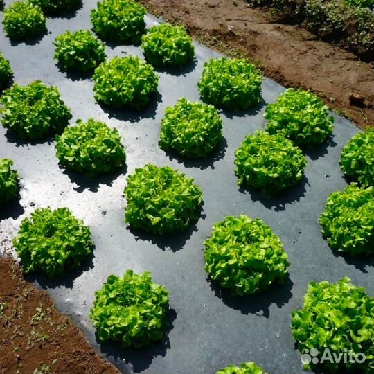 Мульчирующая пленка с перфорацией