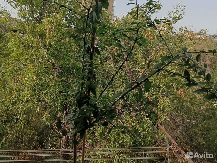 Микроцитрус Фаустромедин