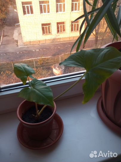 Сингониум