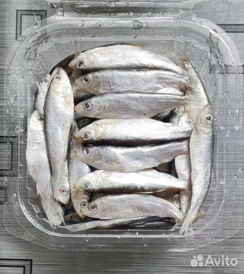 Тюлька охлажденная/замороженная для рыбалки