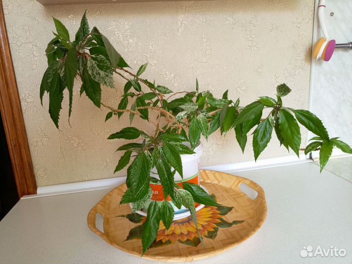 Гибискус китайская роза