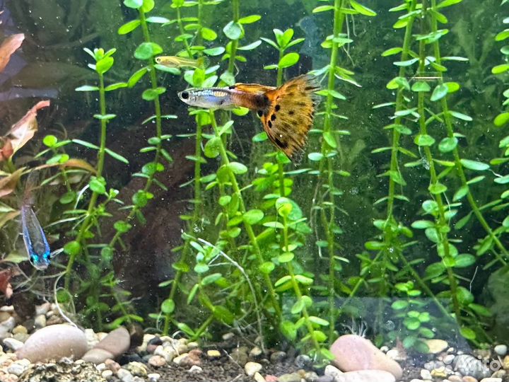 Аквариумные рыбки гуппи