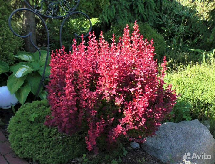 Цветы,кусты, гортензии