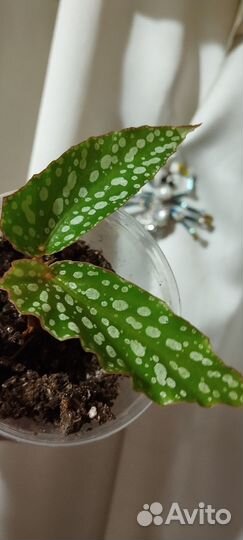 Бегония суккулент