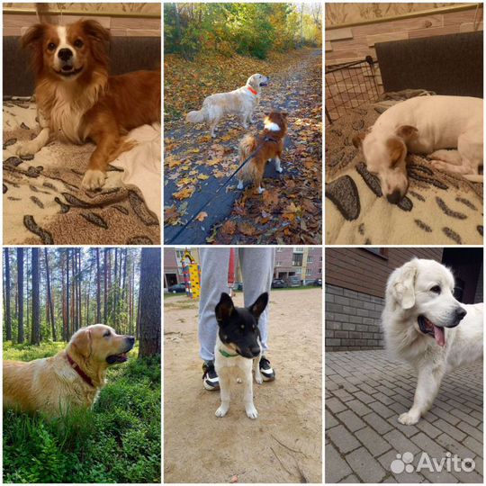 Передержка животных и выгул собак