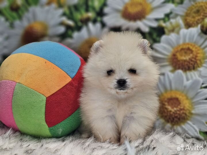 Микродевочка шпиц