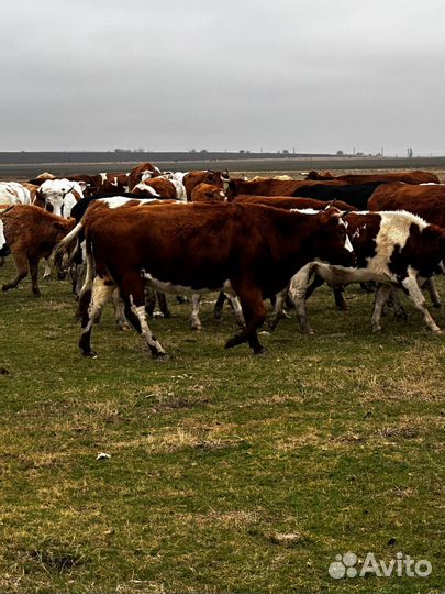 Коровы на мясо