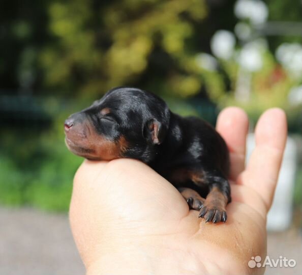Цвергпинчер (щенки)