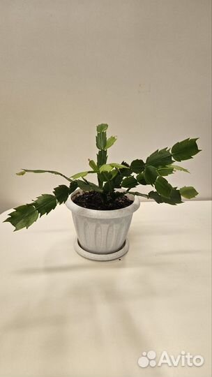 Шлюмбергера