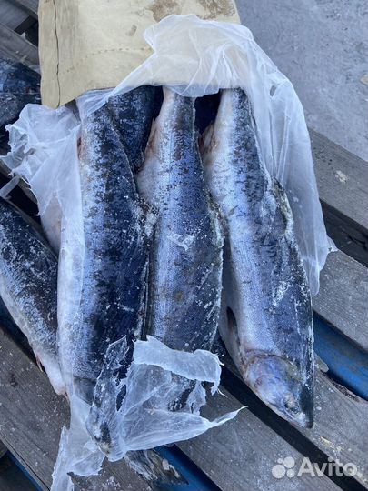 Горбуша 2024 непотрошеная