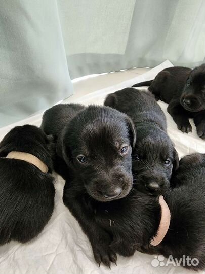 Щенки лабрадора
