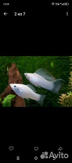 Молинезии вуалифер,гуппи красный бландин