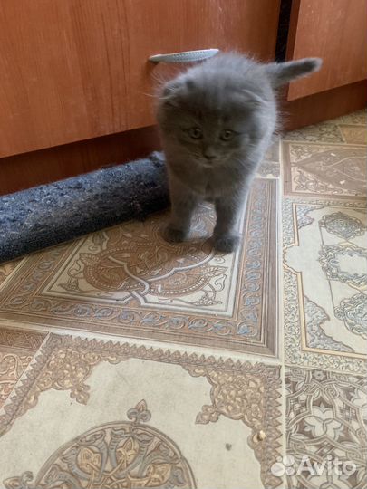 Шотландская