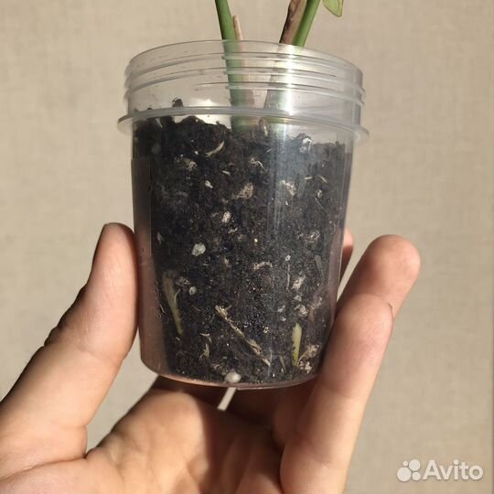 Сингониум неон пинк