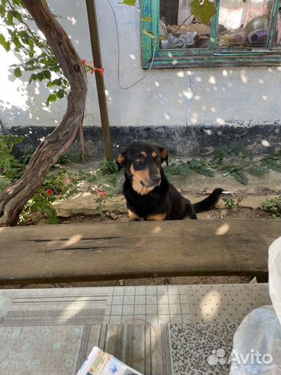 Отдам в добрые руки