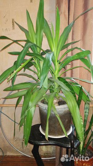 Пальма Юкка