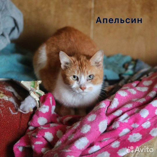 Заберите яркого котика Апельсина из бабк квартиры