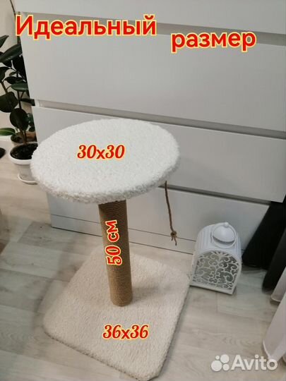 Когтеточка