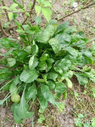 Многолетники для сада