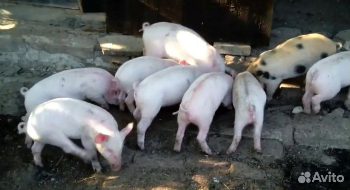 Поросята
