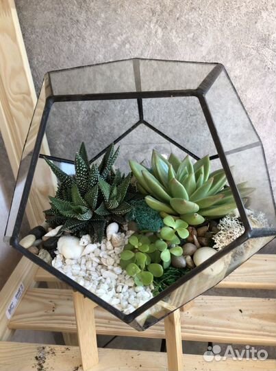 Флорариум. Подарок. Суккулент.растение