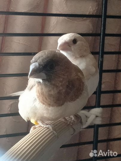 Японские амадины