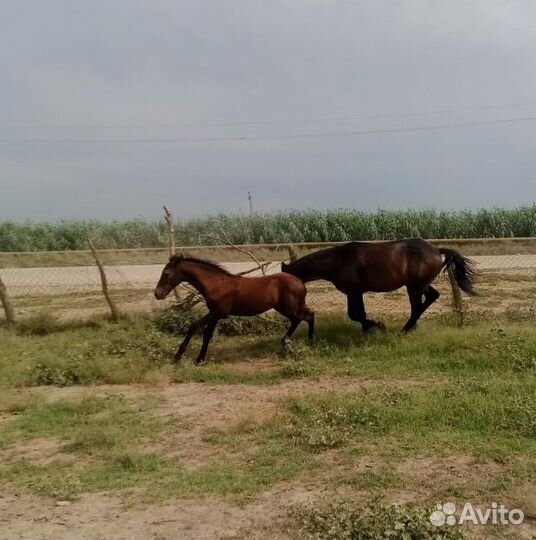 Продается жеребёнок