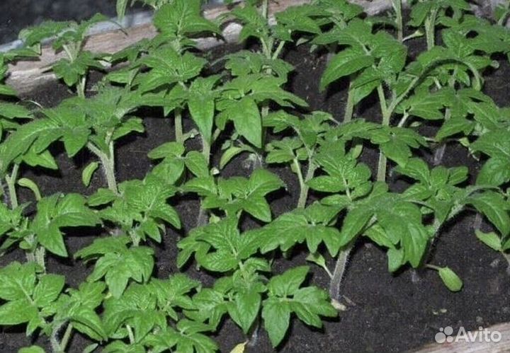 Продам рассаду томатов и капусты