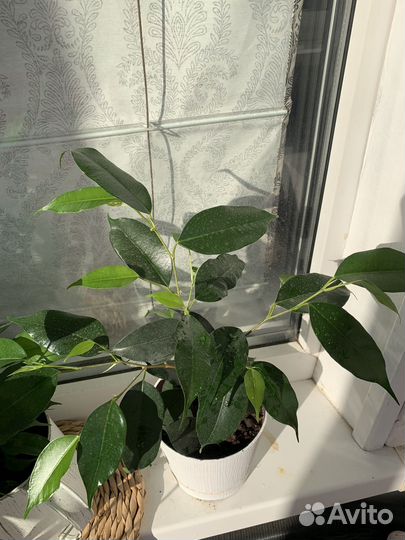 Фикус бенджамина