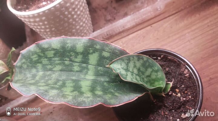 Сансевиерии