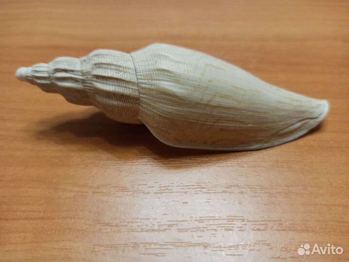 Морская раковина