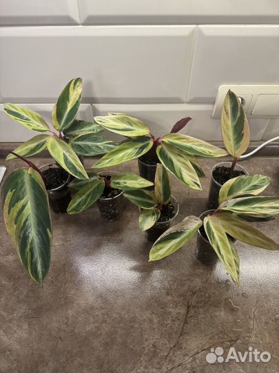 Строманта хортиколор