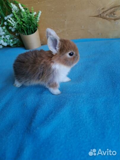 Карликовые крольчата