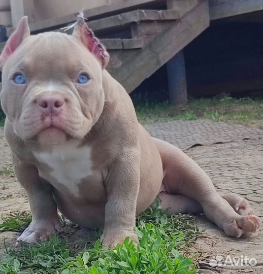 Американский булли микро покет