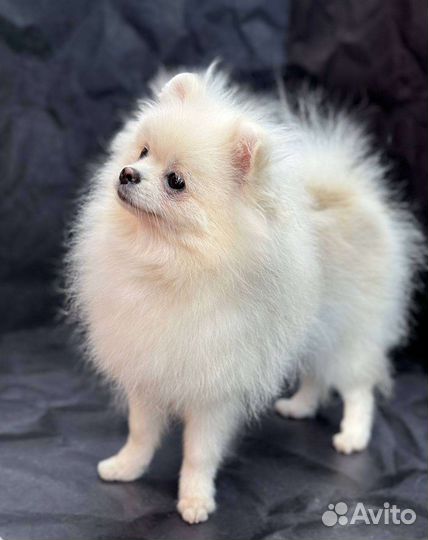 Белый померанский шпиц