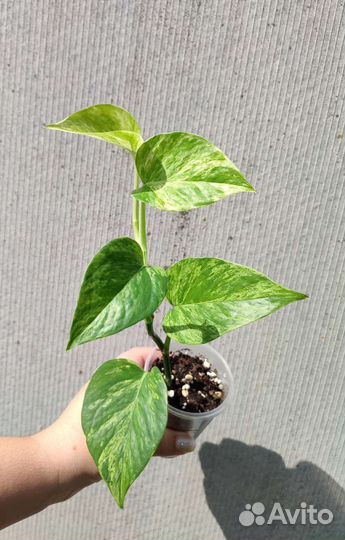 Комнатные цветы