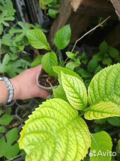 Красивоцветущие редкие растения. Розница и опт