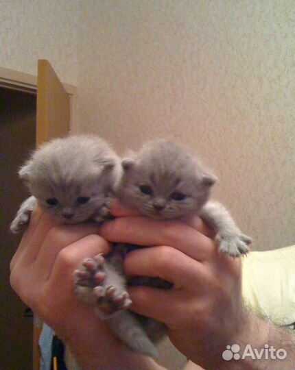 Британская кошка