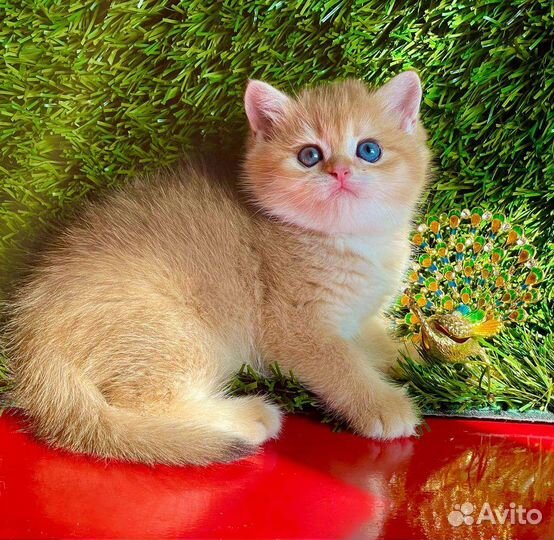 Очаровательнейшие малыши британцы золотого окраса