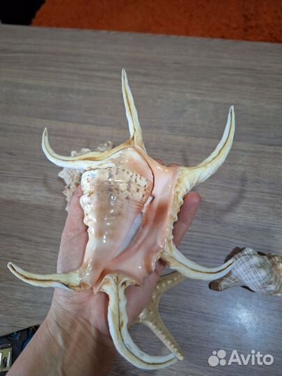 Ракушка морская большая