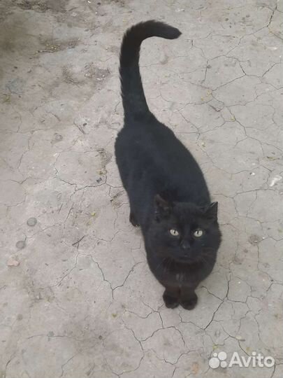 Брошенный трогательный кот в добрые руки