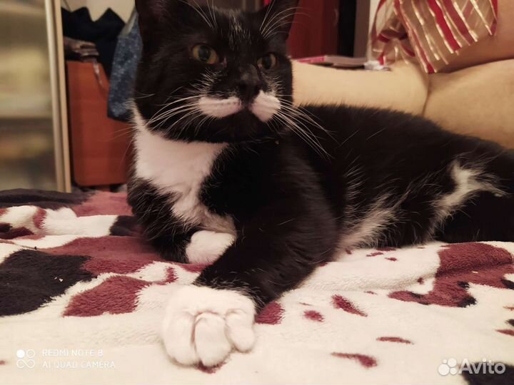 Котик в дар бесплатно