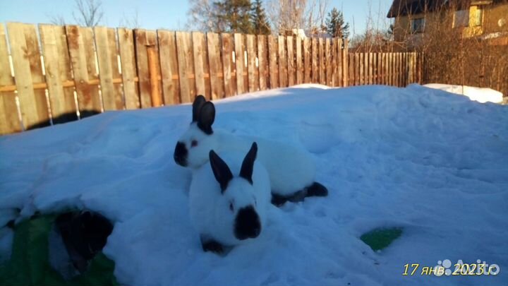 Калифорнийские кролики