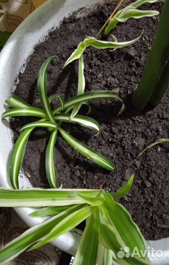 Хлорофитум