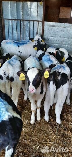 Телята бычки