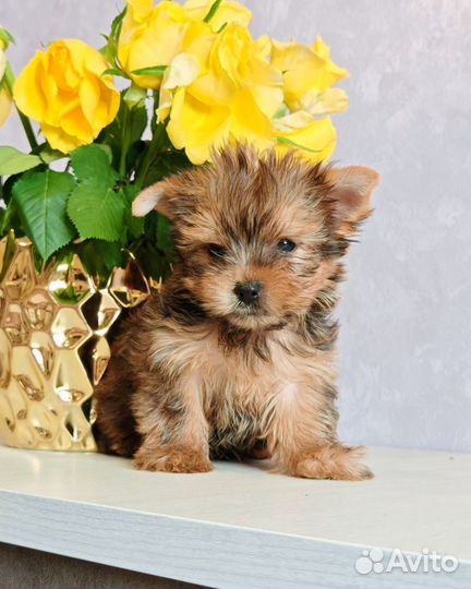 Йоркширский терьер мини мальчик голдаст