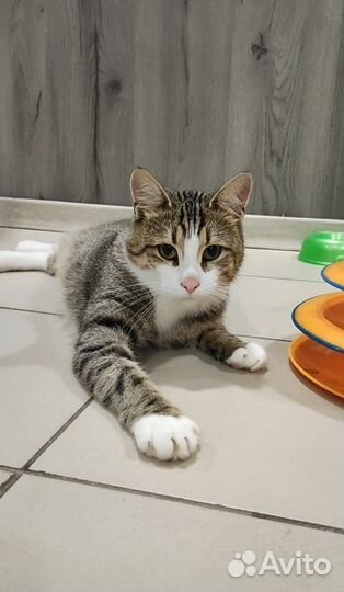 Котик Мурчик ищет дом