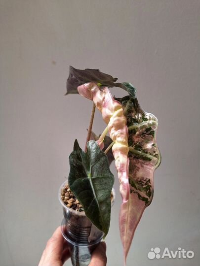 Алоказия вариегатная Амазоника