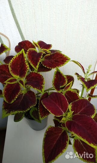 Колеусы вегетативные